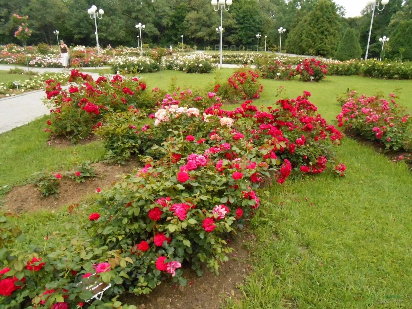 Высота парковых роз. Высота парковых роз. Высота парковых роз. Высота парковых роз. Высота парковых роз.