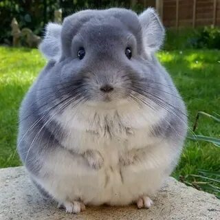 Животное грызун с ценным мехом