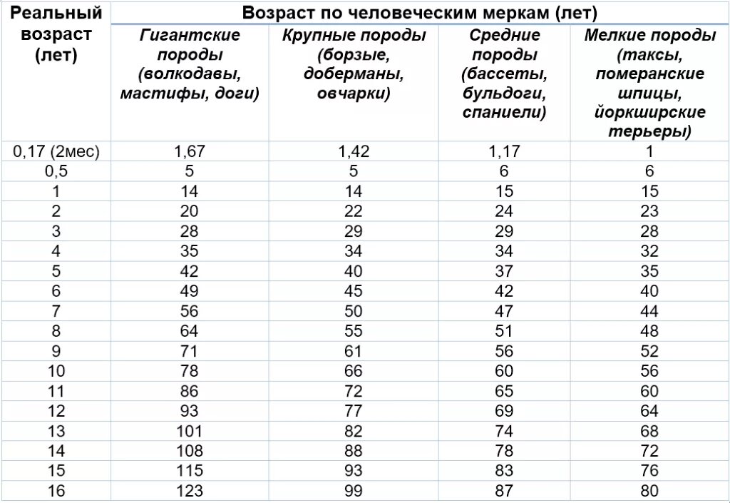 Мерки жизни собак. Возраст собаки 7 лет по человеческим меркам таблица. Возраст собак на человеческий таблица. Таблица возраста собак по человеческим меркам мелких пород. Как считать года собаке по человеческим меркам таблица.