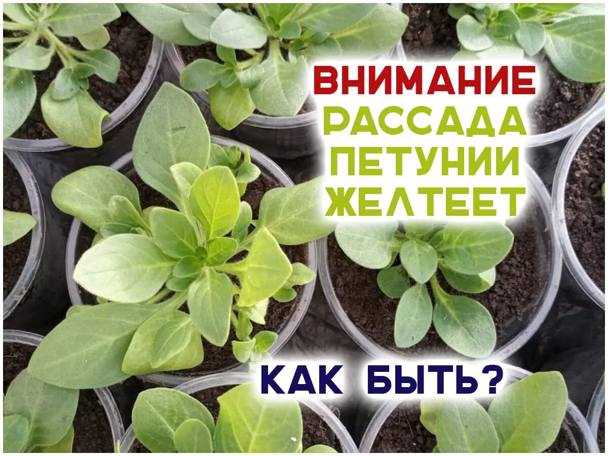 Желтеют петунии что делать. Хлороз рассады петунии. Желтеют петунии что делать. Петуния махровая. Магниевый хлороз петунии.
