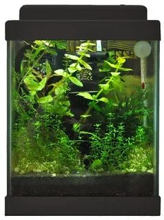 Aqua s отзывы