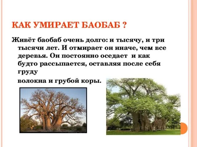 Воспользуйтесь текстом живет на свете баобаб. Баобаб дерево описание. Баобаб краткая характеристика. Баобаб сообщение 5 класс. Доклад про баобаб 3 класс.