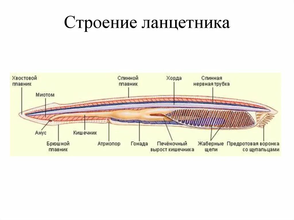 Строение нервной системы хордовых животных. Строение внутреннего строения ланцетника. внешнее строение ланцетника схема. строение нервной системы ланцетника. головохордовые пищеварительная система.