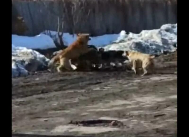 Нападение собак видео. Стая собак. Нападение животных на людей.