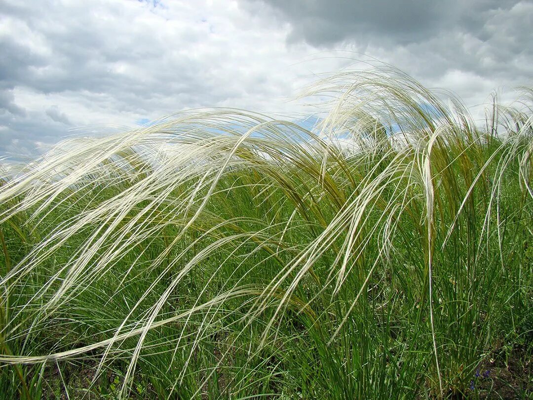 Соответствующее название ковыля. Ковыль перистый растение. Ковыль перистый (Stipa pennata). Алтайский заповедник ковыль перистый.