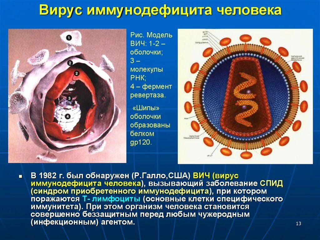 Вирус иммунодефицита человека. Вирус ВИЧ. Вирус иммунодефицита (ВИЧ). ВИЧ изображение вируса. Работа иммунодефицита