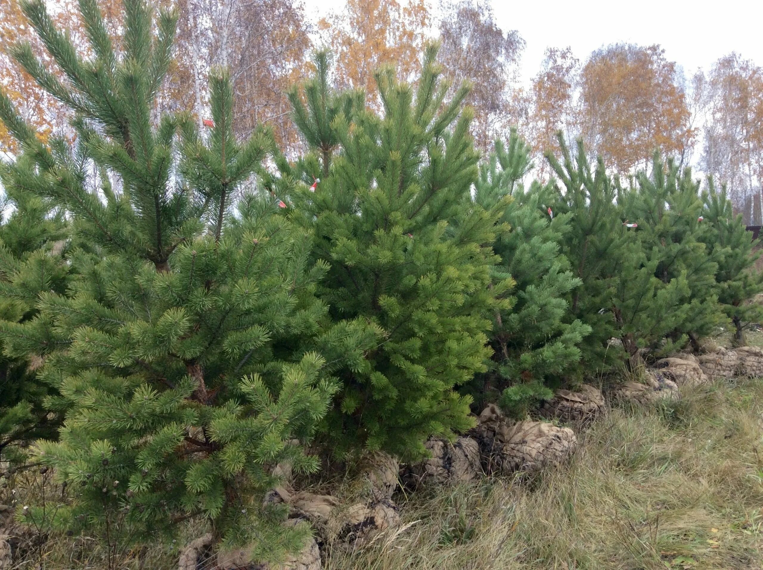 Сосна обыкновенная дирхэв. Сосна 12 метров. Сосна́ сиби́рская кедро́вая (pínus sibírica). Сосна 12 метров. Сосна обыкновенная крупномер.
