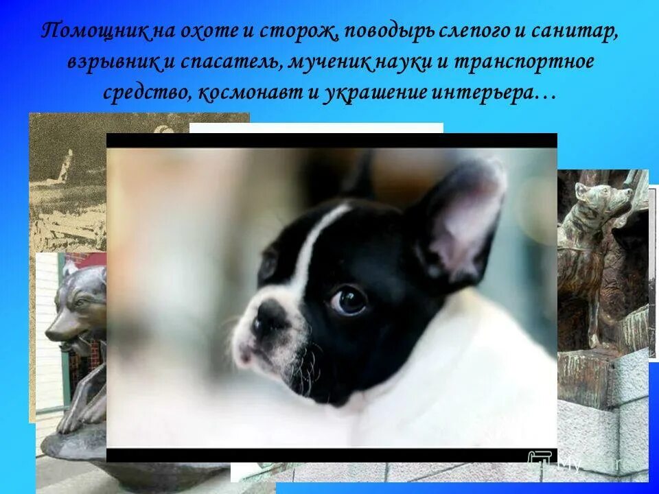 собачья преданность рассказ. собачья преданность вывод. белый бим чёрное ухо краткое содержание. что такое верность сочинение 9. история о преданность собак.