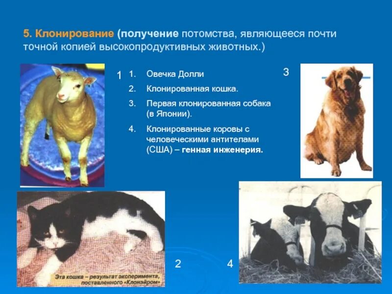 Клонирование термин. Клонирование животных овечка долли. клеточная инженерия клонирование овечки долли. генная инженерия овечка долли. клонирование растений и животных.