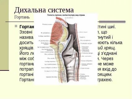 Система гортань