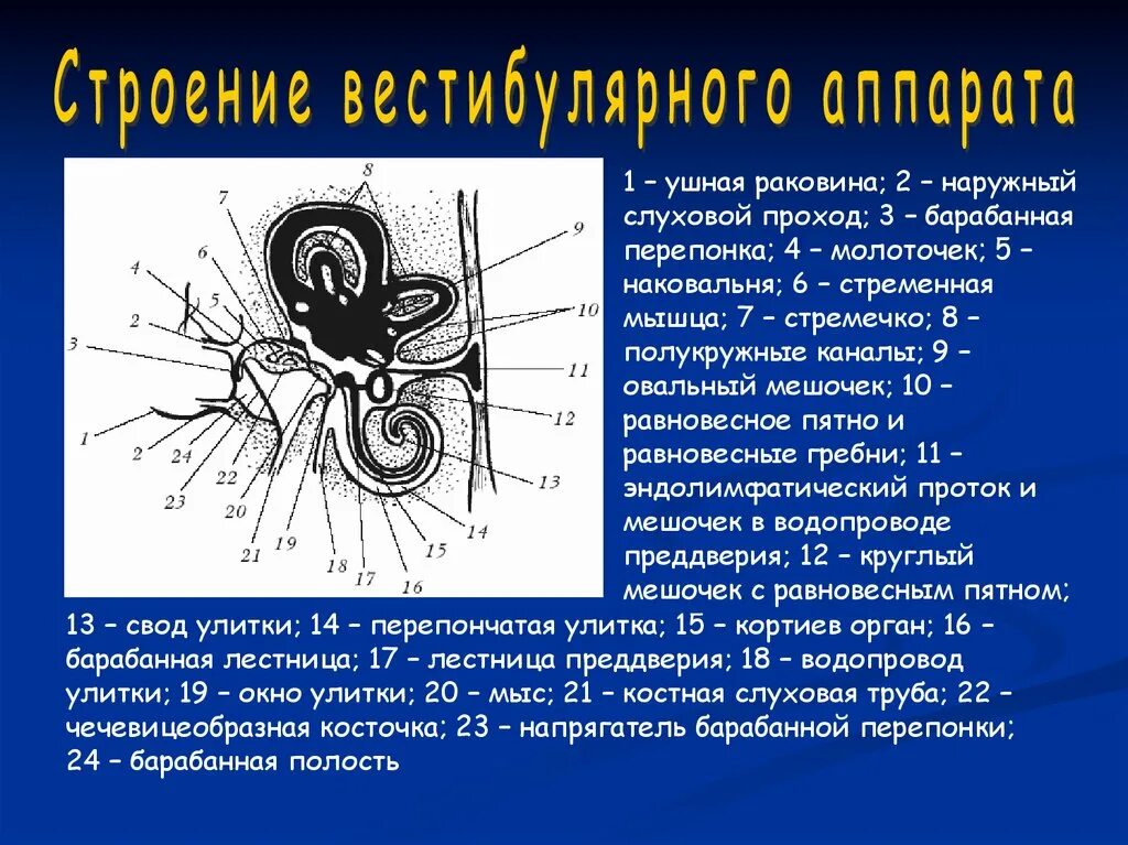 Состояние вестибулярного аппарата. Строение вестибулярного аппарата. Вестибулярный анализатор. Строение уха и вестибулярного аппарата. Овальный мешочек вестибулярного аппарата.