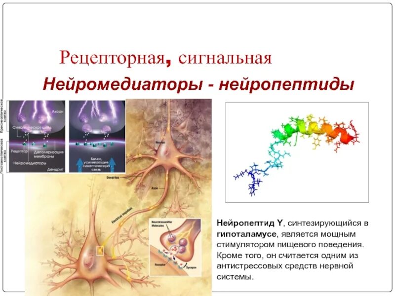 Рецепторную функцию выполняет белок