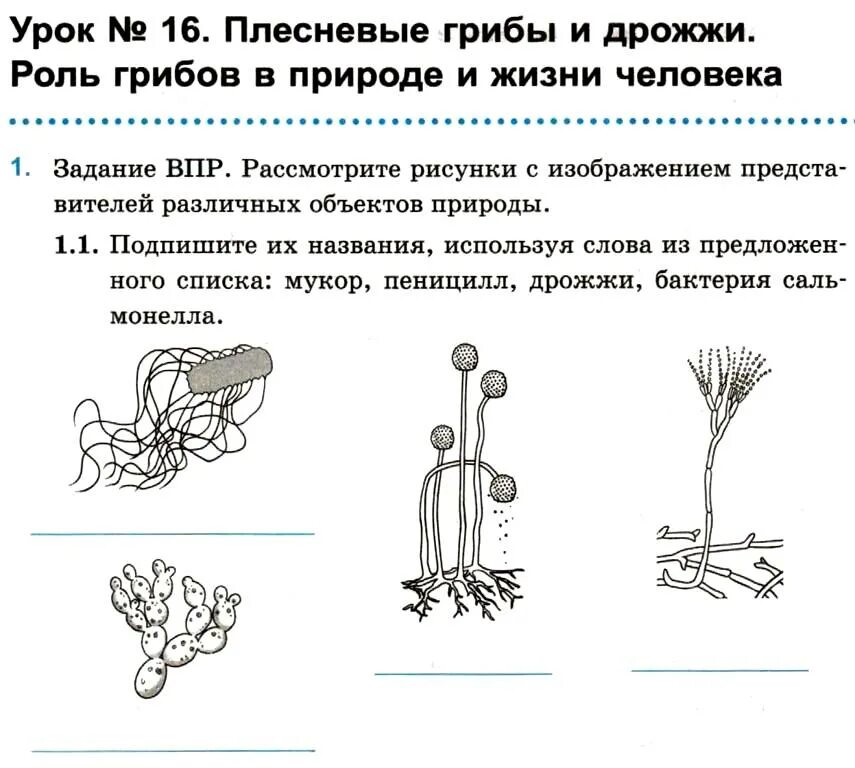 Грибы мукор пеницилл дрожжи. Строение плесени пеницилл. Плесневые грибы строение 6 класс. Плесневые грибы и дрожжи 5 класс биология. Плесневые грибы и дрожжи 5 класс.