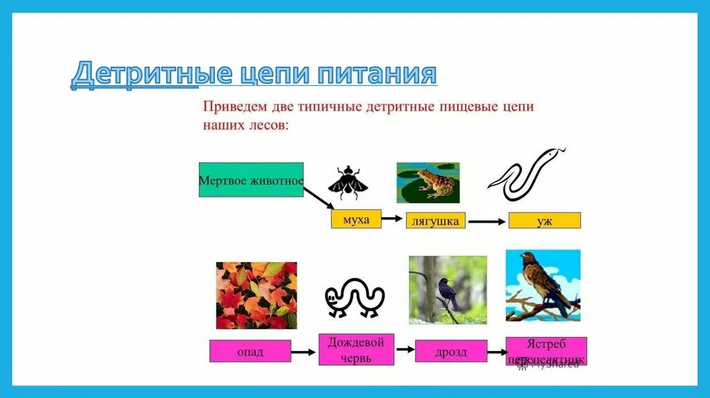 Цепь питания с дождевым червем. Детритные цепи питания. Детритный Тип цепи питания. Цепи разложения детритные. Детритная пищевая цепь.