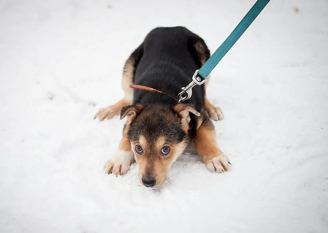Щенок немецкой овчарки 9 месяцев. Щенок немецкой овчарки 4 месяца. Собака немецкая овчарка щенок 2 мес. Щенок 7 месяцев. Щенок 7 месяцев.