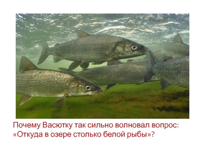 Откуда в озере столько белой рыбы. Белая рыба в озере. Белая рыба Васюткино озеро. Озеро с рыбой Васюткино озеро.
