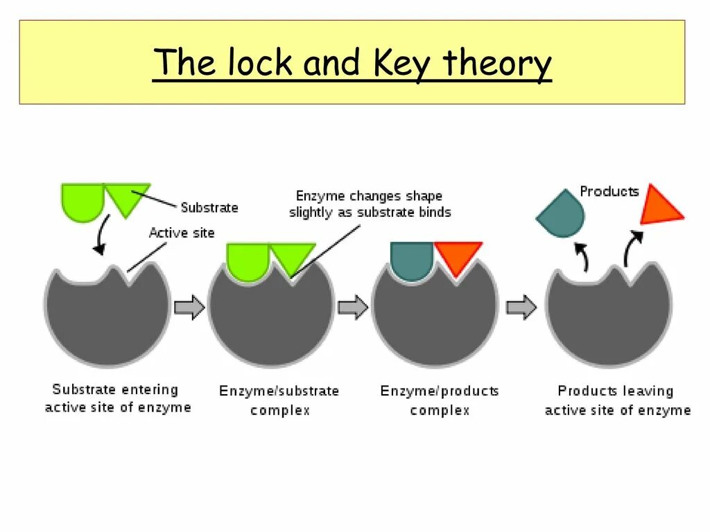 Left active. Модель ключ замок ферменты. Фермент ключ субстрат замок. Схема работы фермента. Теория Фишера и Кошланда.