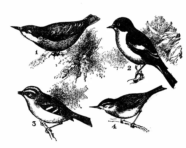 Сигнал к осеннему перелету насекомоядных птиц. Лекарство для синички. Сигнал к осеннему перелету птиц служит. Для птиц характерны. Перелёты птиц связаны с.
