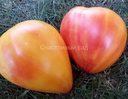Сорт линия