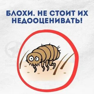 Как бороться с блохами в доме