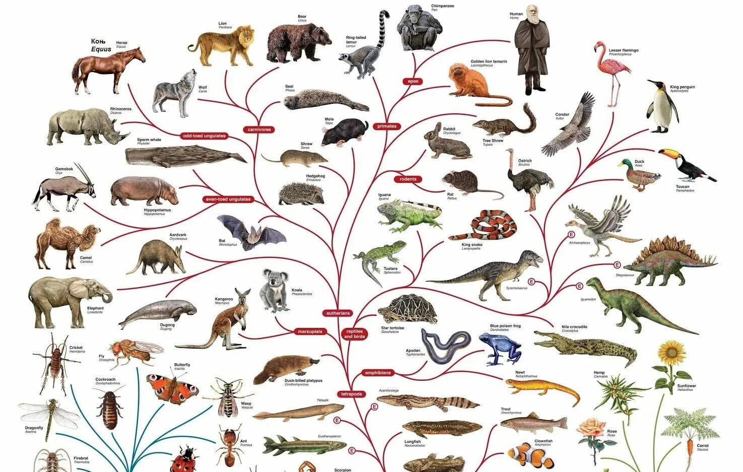 Количество живых организмов на земле. Эволюционное дерево жизни Чарльза Дарвина. Филогенетическое Древо позвоночных. Филогенетическое Древо млекопитающих. Эволюционное Древо Дарвина.