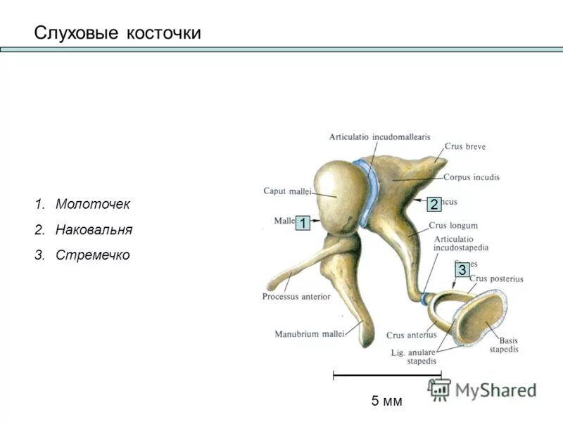 Самая маленькая кость у человека где находится. Строение молоточка наковальни и стремечка. Строение слуховых косточек молоточек наковальня стремечко. Молоточек наковальня стремечко на латыни. Молоточек наковальня стремечко строение и функции.