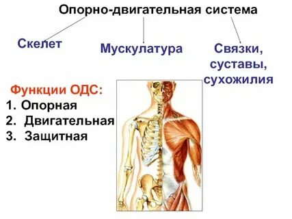 Опорно двигательная система клетки