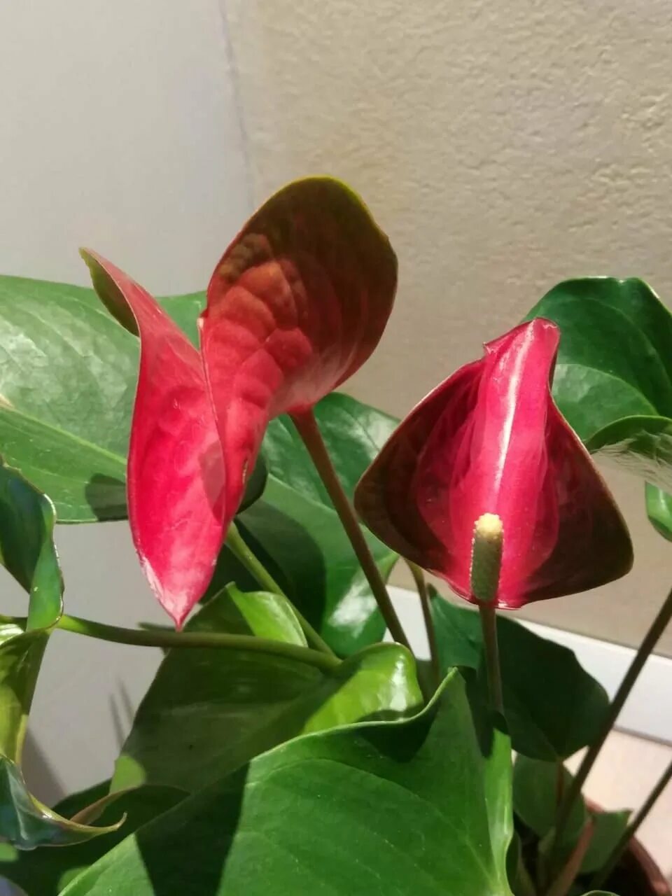 Антуриум намора. Антуриум Dynamite Red. Антуриум Динамит ред (Anthurium Dynamite Red). Антуриум хот Липс.