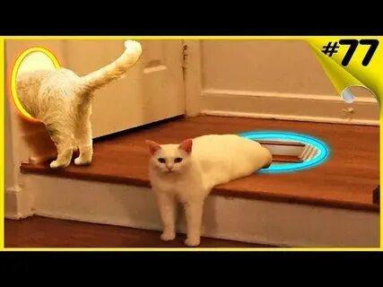 Смешные кошки видео с озвучкой