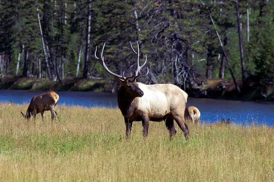 Yellowstone National Park Elk. Травоядные животные Карелии. Травоядные животные карельского леса. Бычий Лось.