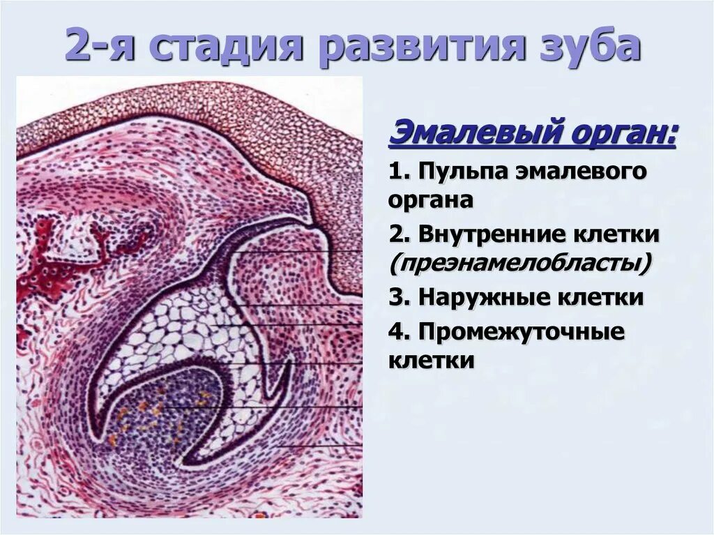 Развитие зуба эмалевый орган гистология. Периоды развития зубов гистология. Ранняя стадия развития зуба гистология. Развитие зуба эмалевый орган гистология препарат. Развитие зубов у человека