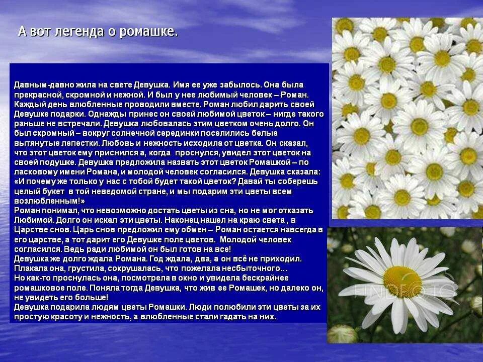 Текст описание ромашки 3 класс. Легенда о ромашке. Сообщение о ромашке. Легенда о цветах Ромашка. Легенда о растении Ромашка.