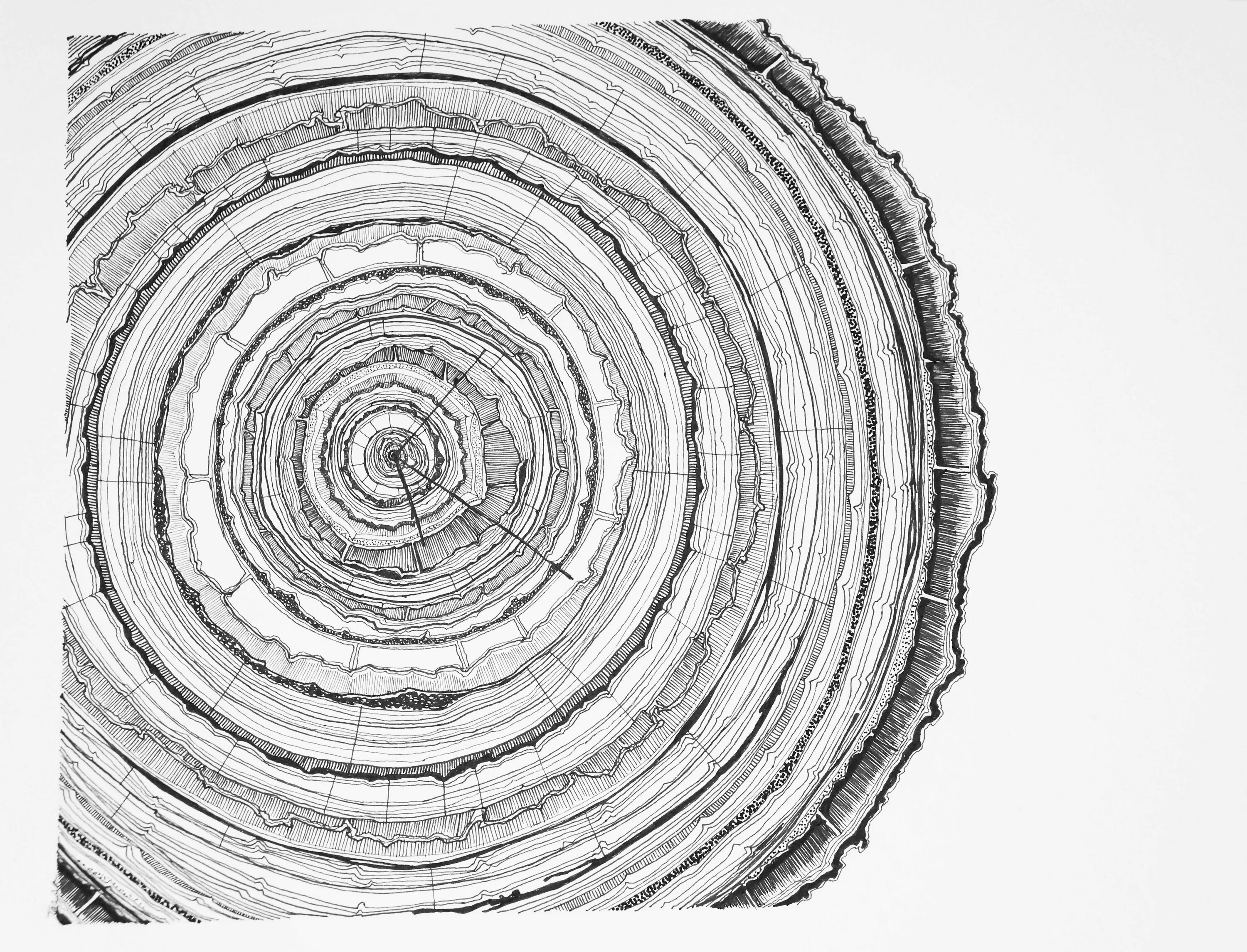 Отпечаток среза дерева. Дерево в разрезе. Поперечный спил бревна. Дерево в разрезе. Сруб дерева.