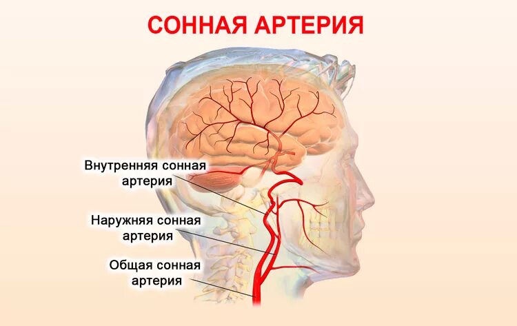 Где располагается общая Сонная артерия. Расположение сонных артерий у человека. Где находится внутренняя Сонная артерия у человека. Левая Сонная артерия кровоснабжает. Где находится общая сонная артерия