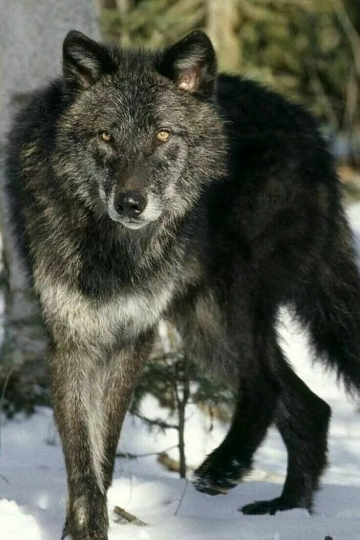 Волк меланист. Лирый волк. Черный Аляскинский волк. Блэк Вульф волк. Водятся ли волки