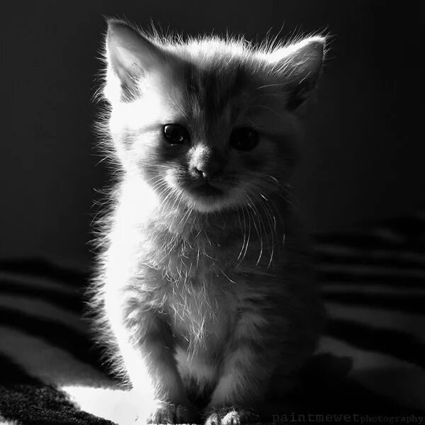 смешные котята. шотландский вислоухий кот браун табби. маленький грустный котик покажи. шотландский браун табби. котенок плачет.