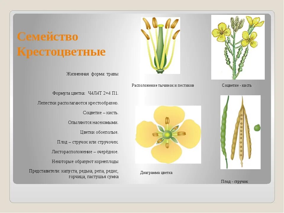 Многообразие семейств. Покрытосеменные крестоцветные. Семейство крестоцветных растений таблица. Семейство капустные формула цветка. Семейство крестоцветные строение.