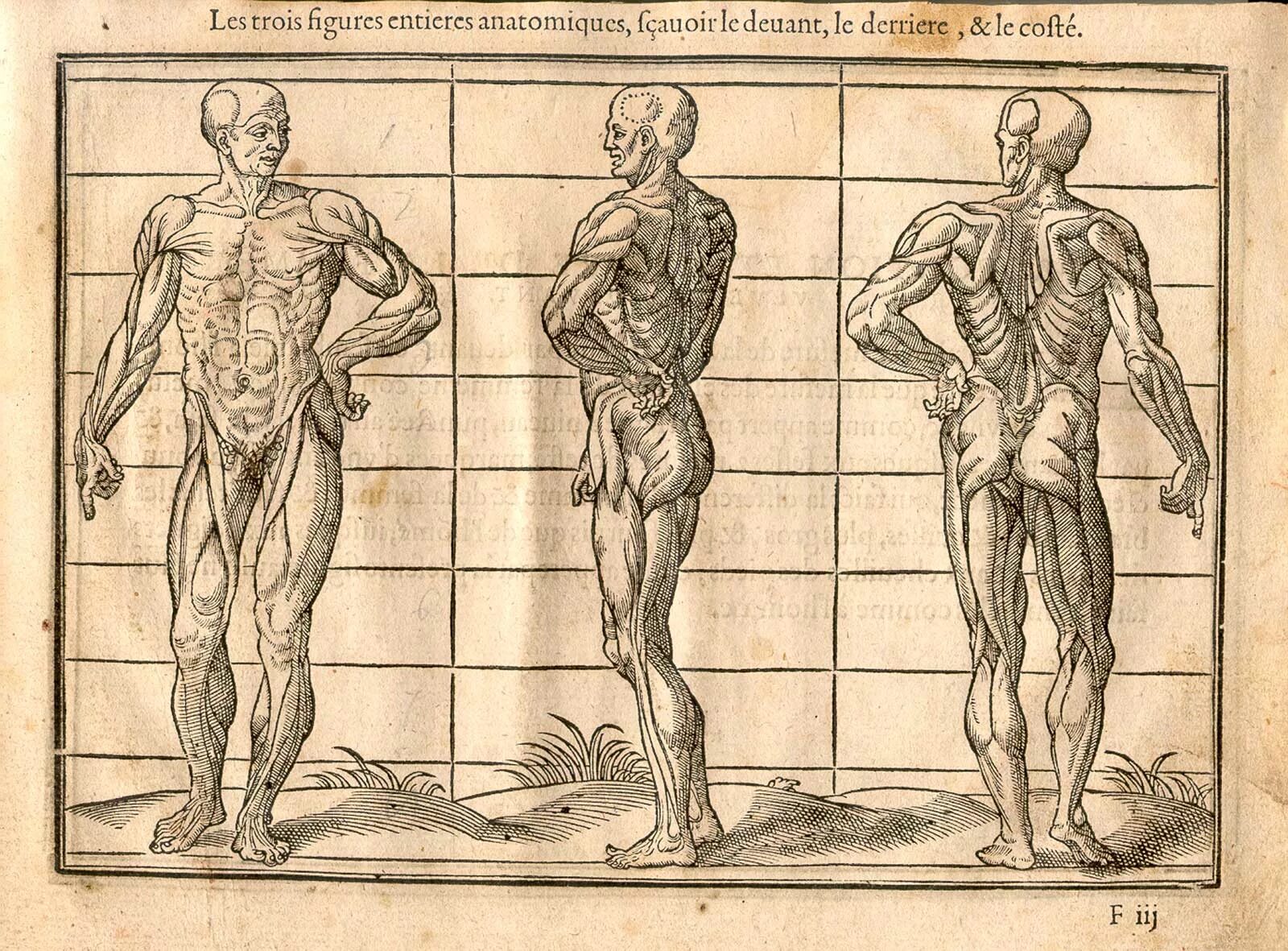 Анатомические пропорции. Анатомия человека для художников. Анатомические пропорции тела человека. Анатомия для художников пропорции тела.