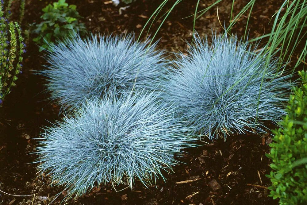 Festuca cinerea `Azurit` / Kostřava popelavá, K9 Ornamental grasses, Beautiful g