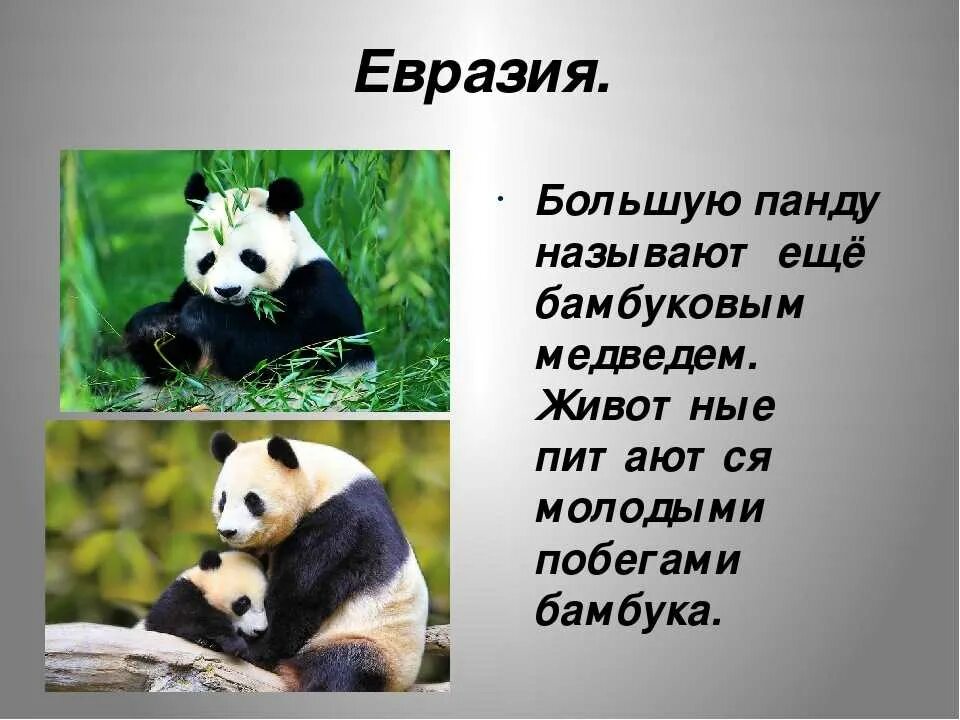 Жизнь евразии. Презентация на тему Панда. Панда. Стихи. Животные Евразии. Сообщение о панде.