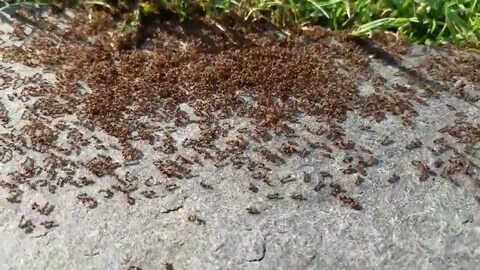 Ant farming