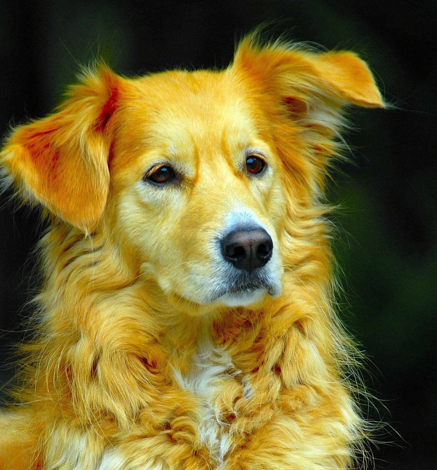 Золотая собачка. Желтая земляная собака. Знаки зодиака собаки. Желтая земляная собака. Желтая собака проект.