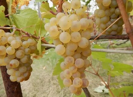 Виноград под названием
