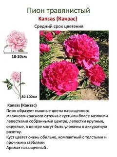 Систематика пиона