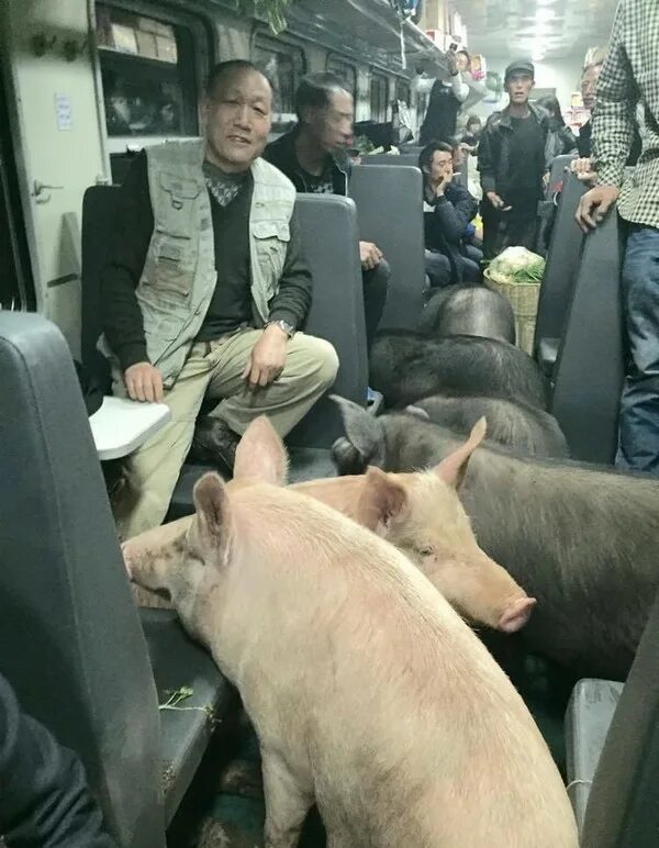 Едет на свинье. Необычные свиньи. Поросенок в автобусе.