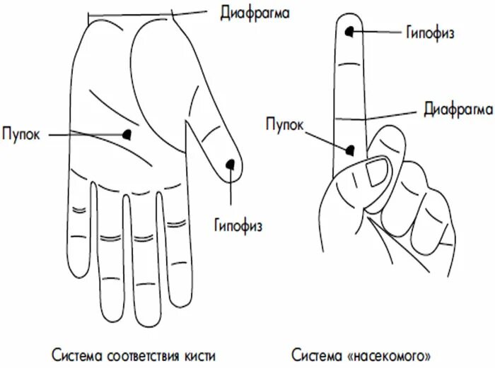 Су Джок терапия точки на ладони. Су Джок точки на руке. Су Джок система соответствия кисти. Су Джок терапия кисть. Точки на запястье руки