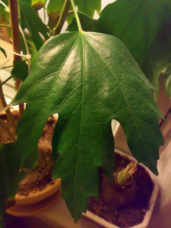 Форма листьев гибискуса. Сорт гибискуса с кленовыми листьями. Гибискус с кленовидными листьями. Гибискус комнатный листья.