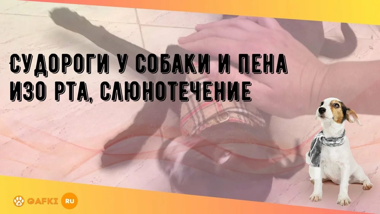 У собаки судороги и пена изо рта. Припадок у собаки с пеной. У собаки судороги и пена изо рта причины. Пена изо рта у собаки причины.