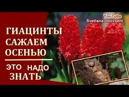 Гиацинт луковицы посадка осенью