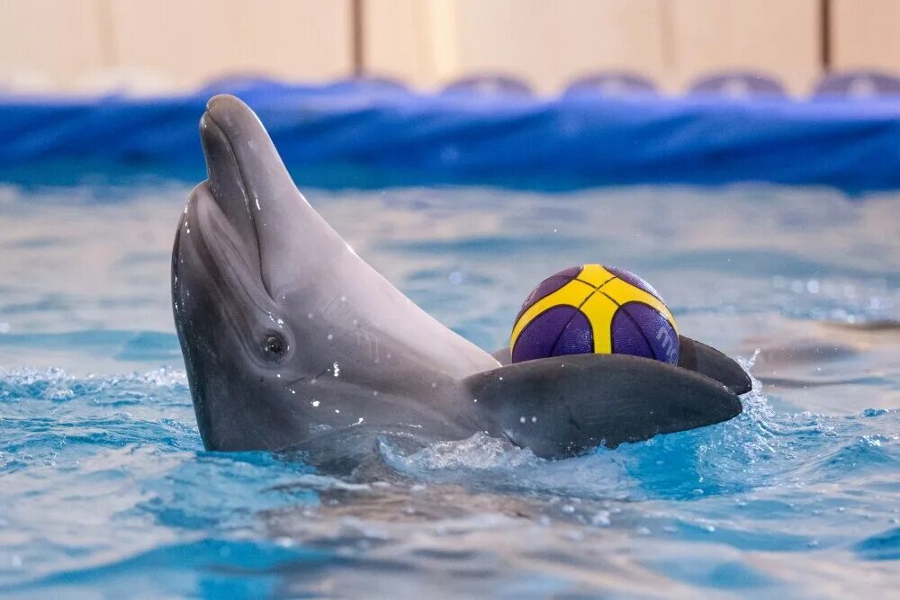 Дельфинарий грозный. Грозненский дельфинарий. Дельфинарий в Грозном. Грозненский дельфинарий шоу. Дельфинотерапия Лоо.